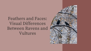 Feathers and Faces Visual Differences Between Ravens and Vultures