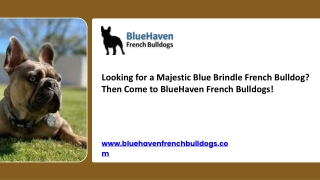 Looking for a Majestic Blue Brindle French Bulldog Then Come to BlueHaven French Bulldogs