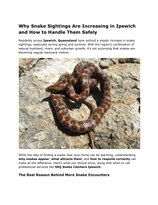 Why Snake Sightings Are Increasing in Ipswich and How to Handle Them Safely