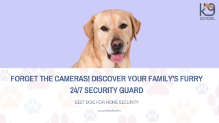 Forget the Cameras! Discover Your Family's Furry 247 Security Guard