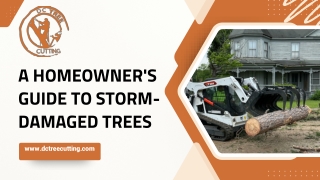 Professional Trimming Service in Greene County