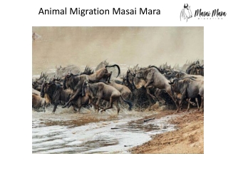 Animal migration masai mara