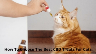 How To Choose The Best CBD Treats For Cats
