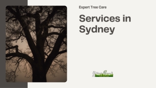 Expert Tree Care Services in Sydney for Beautiful and Well Managed Properties