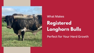 Premium Bulls for Reliable Breeding Success