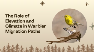 The Role of Elevation and Climate in Warbler Migration Paths
