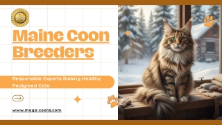 Maine Coon Breeders: Responsible Experts Raising Healthy, Pedigreed Cats