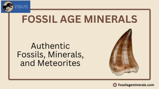 Discover Authentic Fossils, Minerals And Meteorites Online