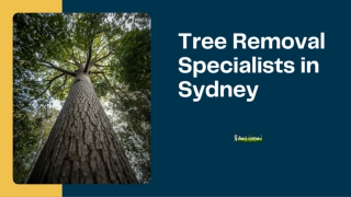 Sydney Tree Removal Specialists You Can Rely On