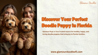 Discover Your Perfect Doodle Puppy in Florida