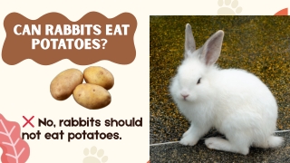 Can Rabbits Eat Potatoes