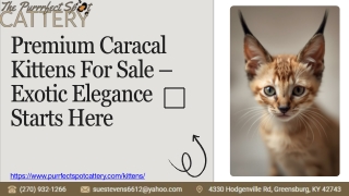 Premium Caracal Kittens For Sale – Exotic Elegance Starts Here