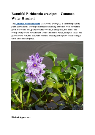 Beautiful Eichhornia crassipes – Common Water Hyacinth
