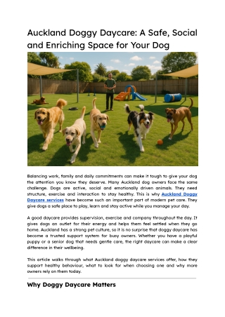 A Complete Guide to Auckland Doggy Daycare
