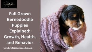 Exploring the World of Full Grown Bernedoodle Puppies for Modern Families