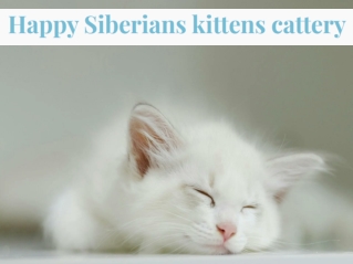 Kittens for Sale in Woodbridge || Seal and Tabby Point kittens in Triangle, VA