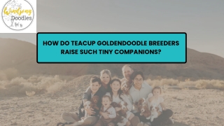 How Do Teacup Goldendoodle Breeders Raise Such Tiny Companions