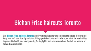 Bichon Frise haircuts Toronto