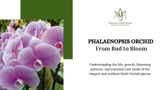 Phalaenopsis Orchid From Bud to Bloom