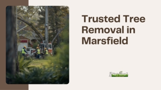 Trusted Tree Removal in Marsfield for Healthy Outdoor Environments