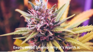 Exotic Weed Strains- Why It’s Worth It