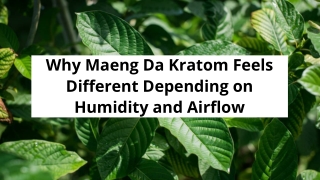 Why Maeng Da Kratom Feels Different Depending on Humidity and Airflow