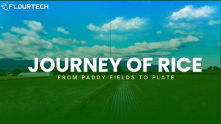 Journey of Rice: From Paddy to Plate | Rice Milling Process