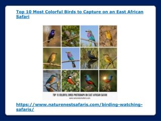 Top 10 Most Colorful Birds to Capture on an East African Safari