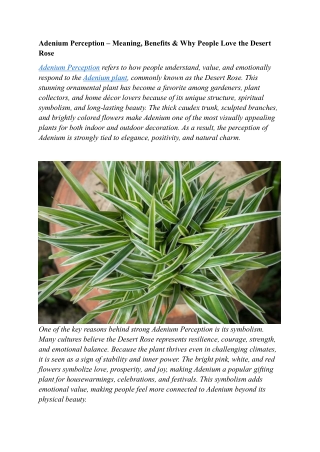 Perfect Spider Plant – Chlorophytum comosum for garden