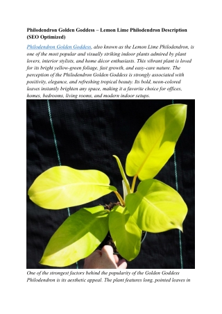 Philodendron Golden Goddess – Lemon Lime philodendron