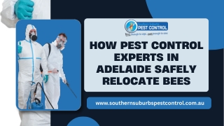 How Pest Control Experts in Adelaide Safely Relocate Bees