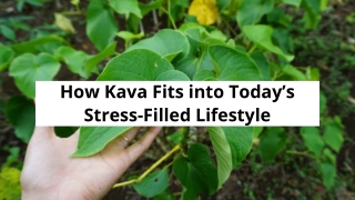 How Kava Fits into Today’s Stress-Filled Lifestyle