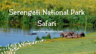 3 Days in the Serengeti What You Can Really See