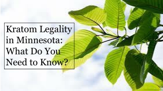 Kratom Legality in Minnesota_ What Do You Need to Know_