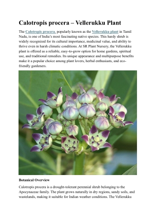 Calotropis Procera – Vellerukku Plant | Medicinal & Sacred Garden Plant