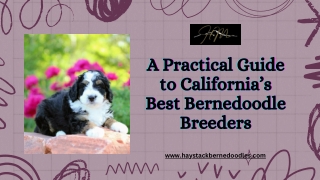 Guide to the Best Bernedoodle Breeders in California
