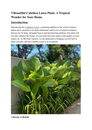 Discover the Beauty of Calathea Lutea - The Stunning VBeautiful Plant