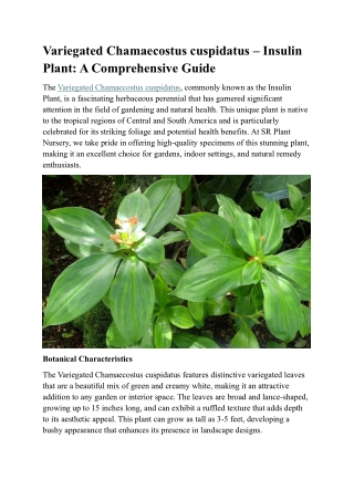 Title: Variegated Chamaecostus cuspidatus – The Unique Insulin Plant for Your Ga