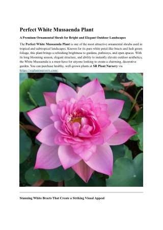 Perfect White Mussaenda Plant | Premium Ornamental Shrub for Bright Landscapes