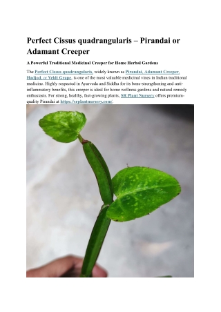 Perfect Cissus quadrangularis – Pirandai (Adamant Creeper)