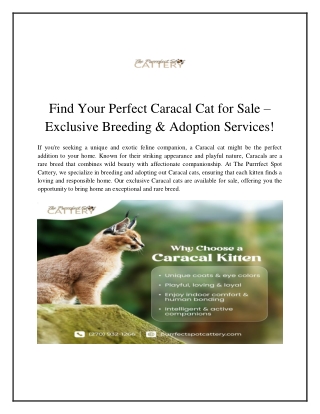 Find Your Perfect Caracal Cat for Sale