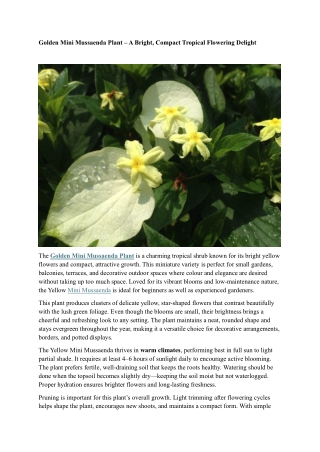 Mini Yellow Mussaenda – A Bright & Compact Tropical Flowering Plant