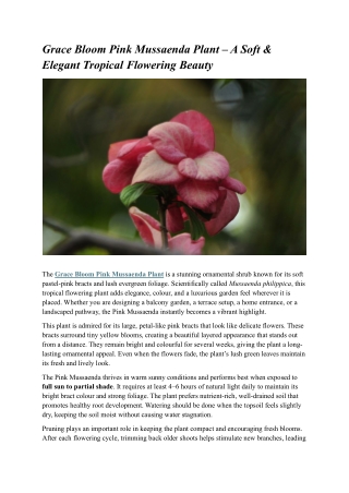 Blush Pink Mussaenda Plant – A Soft & Elegant Tropical Bloom