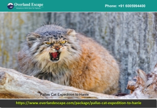 Pallas Cat Tour In Ladakh