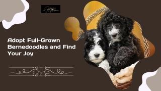 From Puppy to Adult: The Journey to a Full Grown Bernedoodle