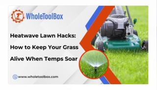 How to Save Your Lawn from Heatwave Damage and Keep It Thriving