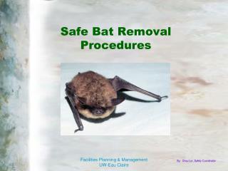 Safe Bat Removal Procedures