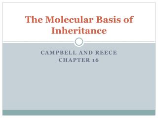 The Molecular Basis of Inheritance