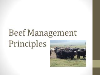 Beef Management Principles