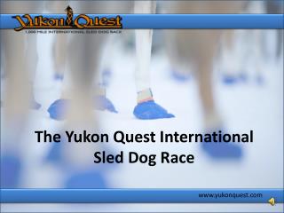 The Yukon Quest International Sled Dog Race